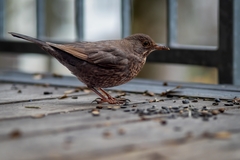 Turdus merula