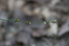 Carex rosea