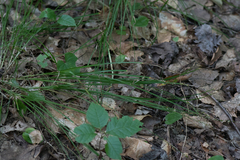 Carex rosea