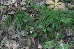 Carex rosea