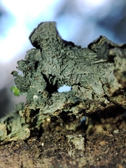 Leptogium brebissonii