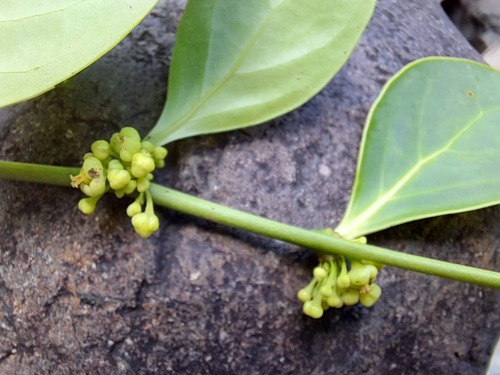 Phyllanthus aeneus observed 2022-11-14