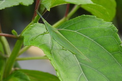 Atractomorpha sinensis