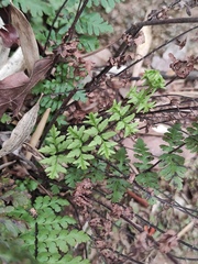 Cheilanthes chusana