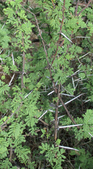 Vachellia tortilis