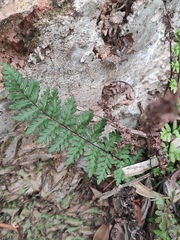 Cheilanthes chusana