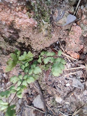 Cheilanthes chusana