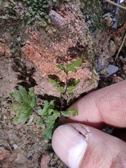 Cheilanthes chusana