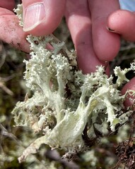 Cladonia caroliniana