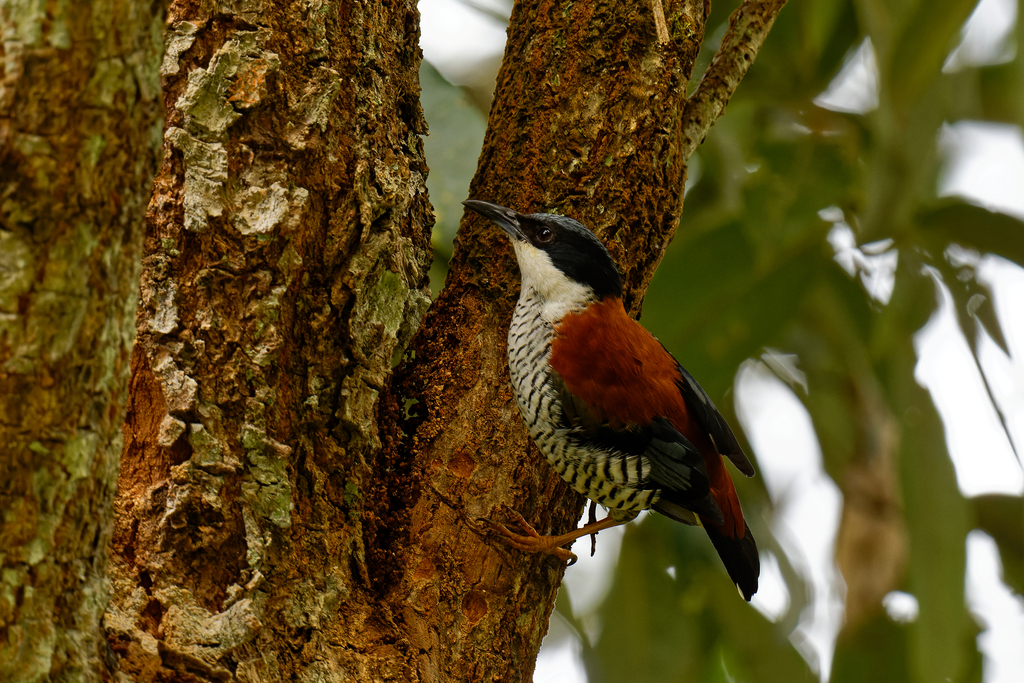 Vietnamese Cutia photo