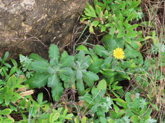 Calendula suffruticosa