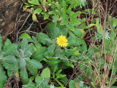Calendula suffruticosa