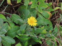 Calendula suffruticosa