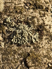 Physcia leptalea