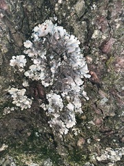 Parmelina tiliacea