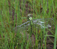 Ophiogomphus obscurus