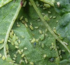 Aphis umbrella
