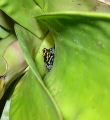 Ranitomeya variabilis