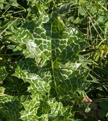 Silybum marianum