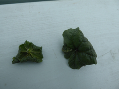 Aphis umbrella