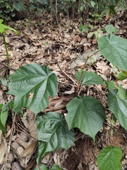 Pterospermum heterophyllum