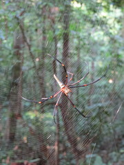 Nephila
