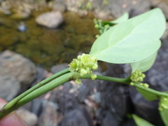 Phyllanthus aeneus