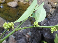 Phyllanthus aeneus