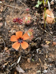 Drosera platystigma