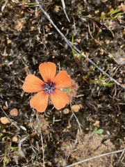 Drosera platystigma