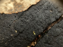 Glonium stellatum