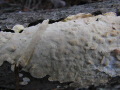 Perenniporia tenuis