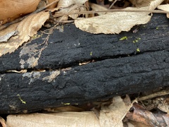 Glonium stellatum