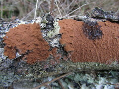 Hymenochaete cinnamomea