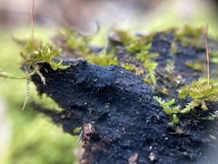 Glonium stellatum