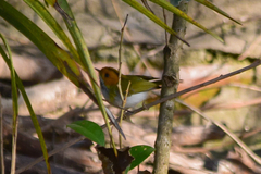 Abroscopus albogularis