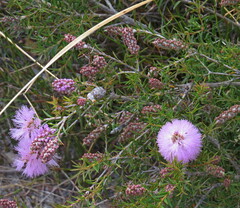 Melaleuca jonesii
