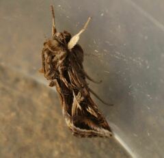 Spodoptera pulchella