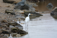 Ardea alba