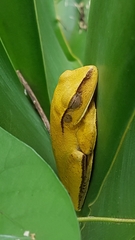 Boana multifasciata