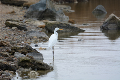 Ardea alba