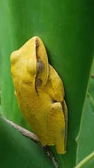Boana multifasciata