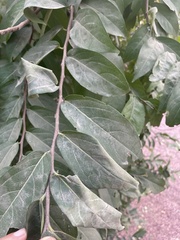 Diospyros cordifolia
