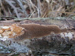 Fuscoporia ferruginosa