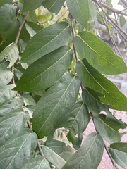 Diospyros cordifolia