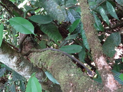 Chironius multiventris