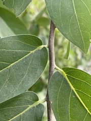 Diospyros cordifolia