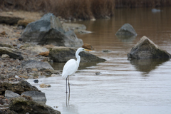 Ardea alba