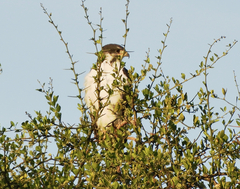 Buteo augur