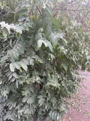 Diospyros cordifolia